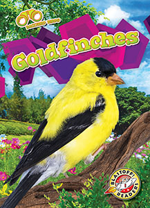 Cover Art for Goldfinches