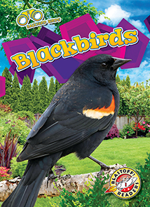 Cover Art for Blackbirds