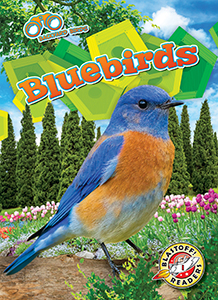 Cover Art for Bluebirds