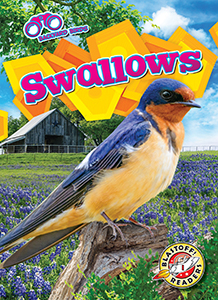 Cover Art for Swallows