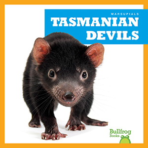 Cover Art for Tasmanian Devils