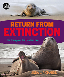 Cover Art for Return from Extinction: The Triumph of the Elephant Seal