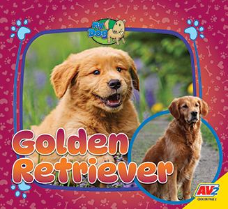 Cover Art for Golden Retriever